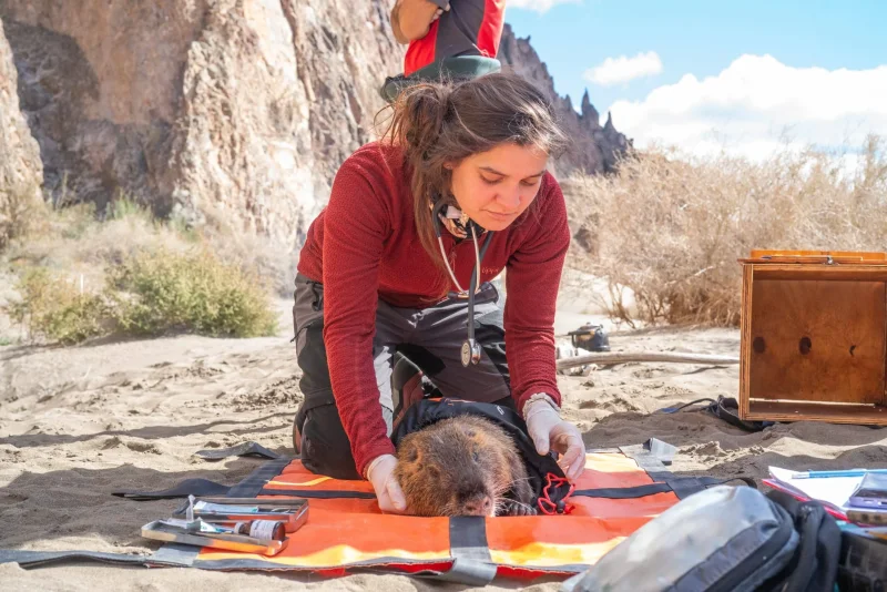 Cuando la naturaleza empieza a recuperarse en la Patagonia