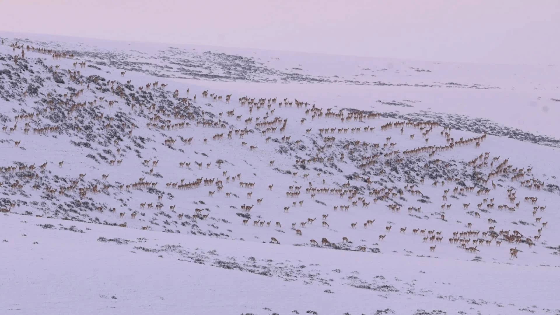 Migraciones de guanacos: cuando la estepa se mueve