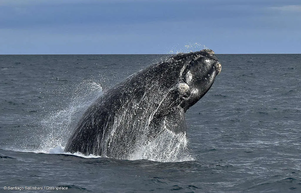 Argentina — Mortandad inusual de ballenas en Península Valdés: investigan dos posibles amenazas y buscan determinar el alcance del fenómeno