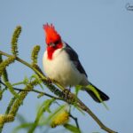Leyenda del Cardenal