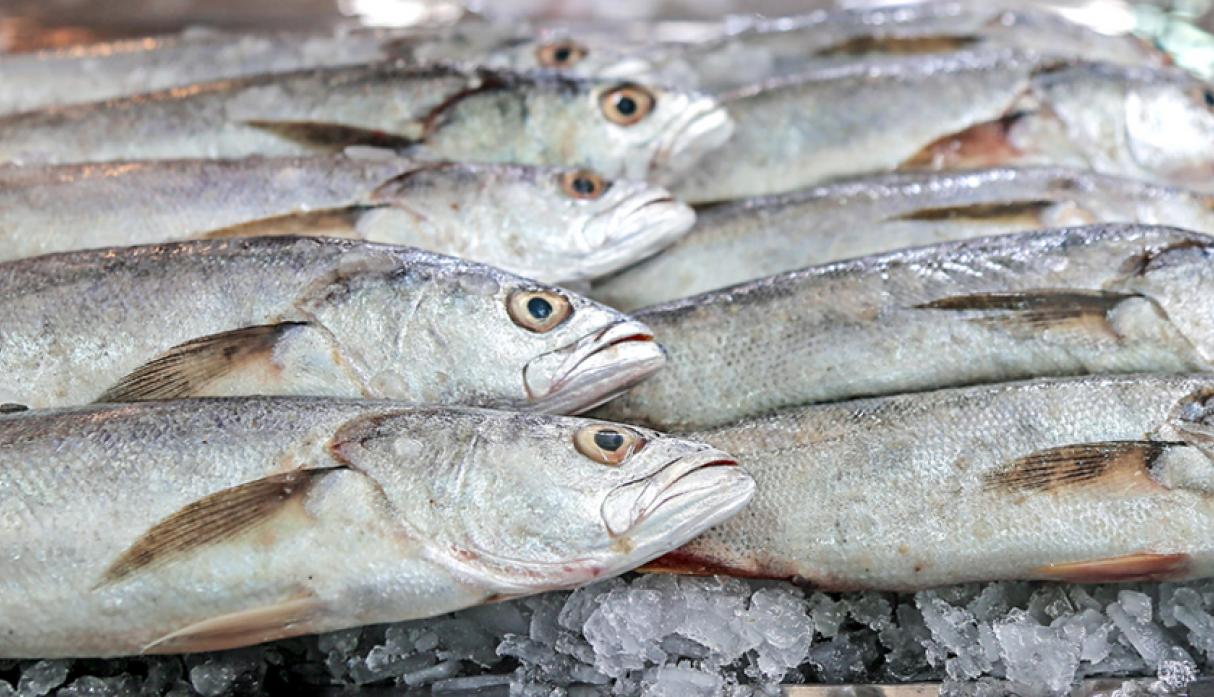 Uruguay — Uruguay ajusta con base científica las zonas de veda de merluza en la Zona Común de Pesca